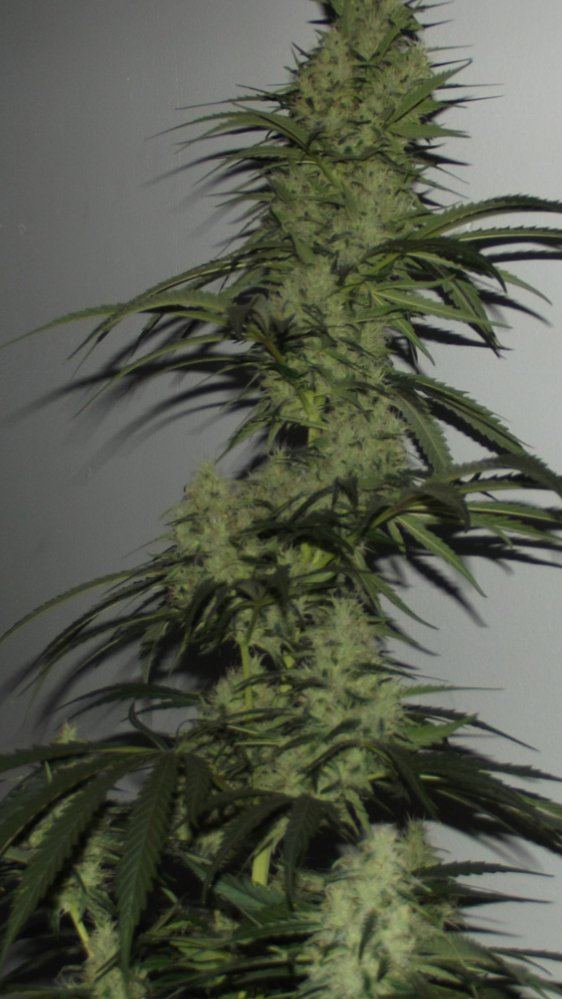 DSCF9594