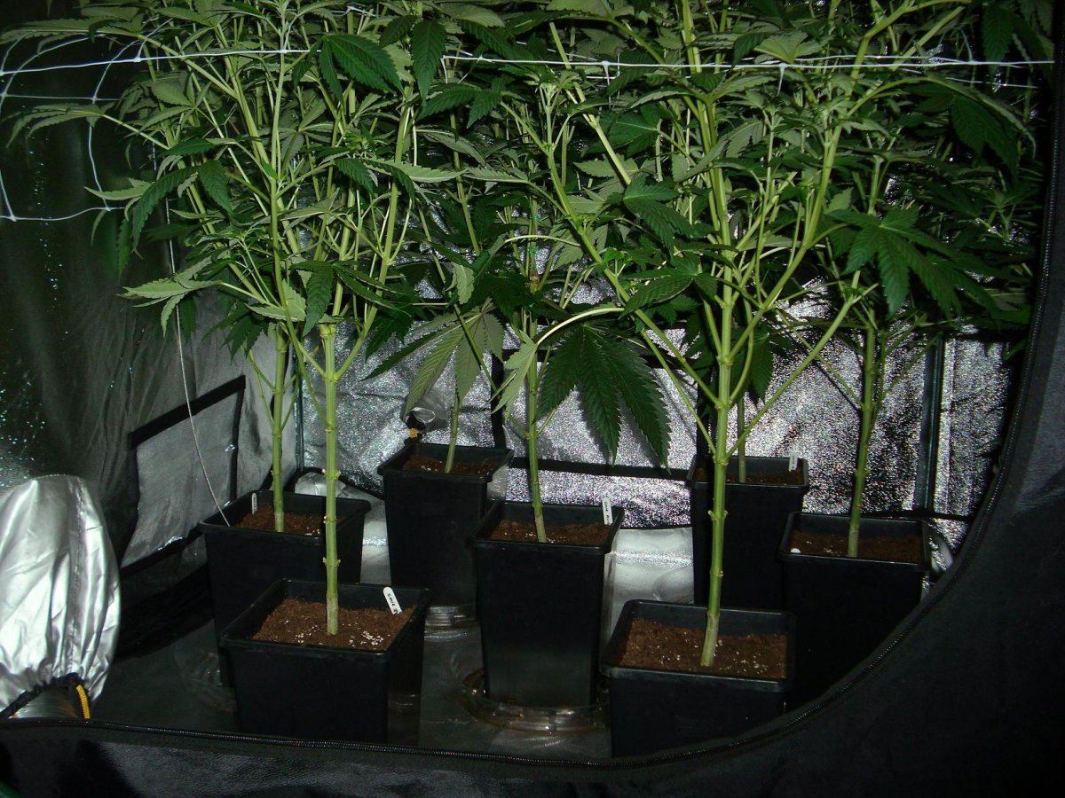DSCI0007 2