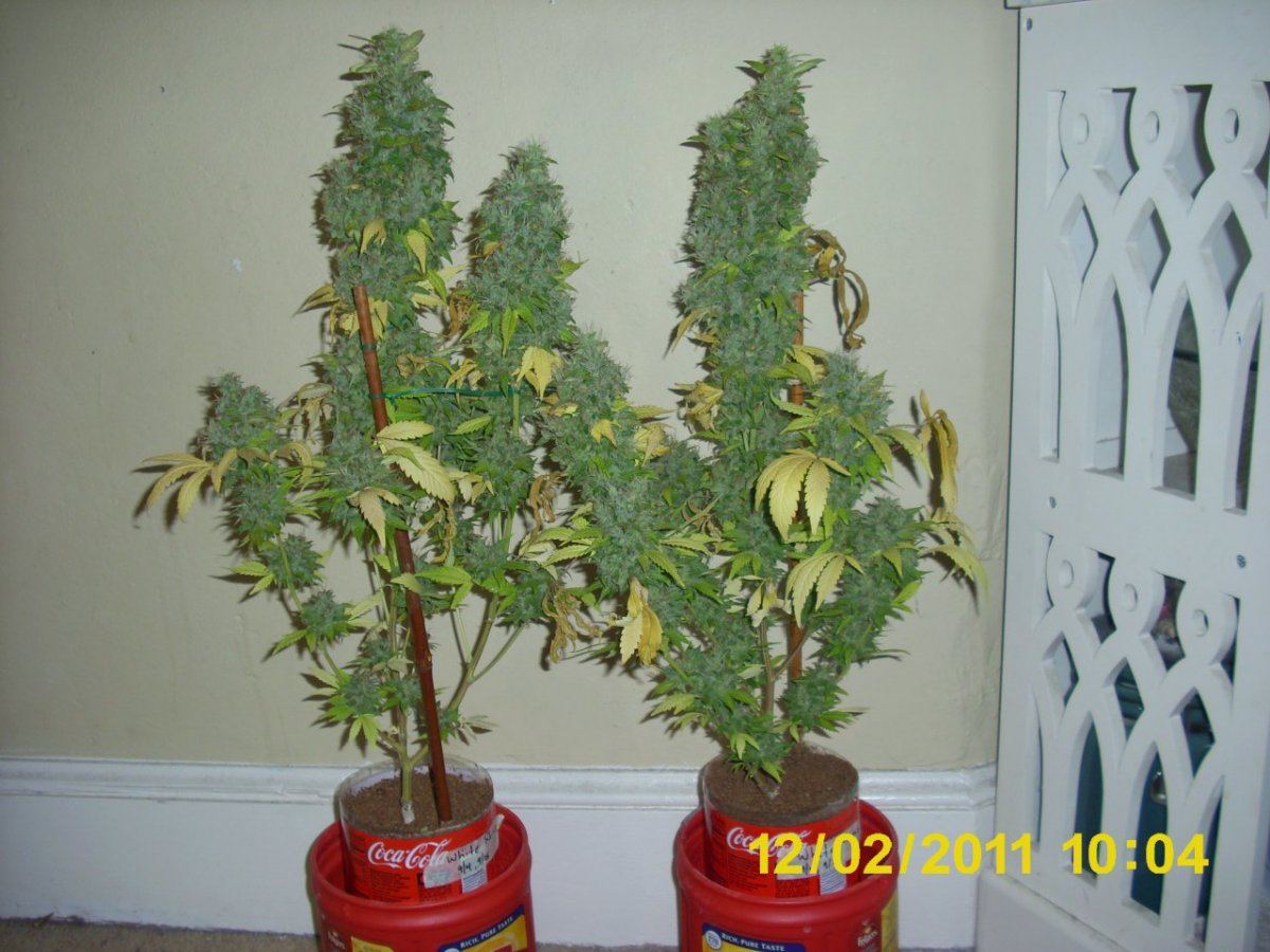 DSCI0043