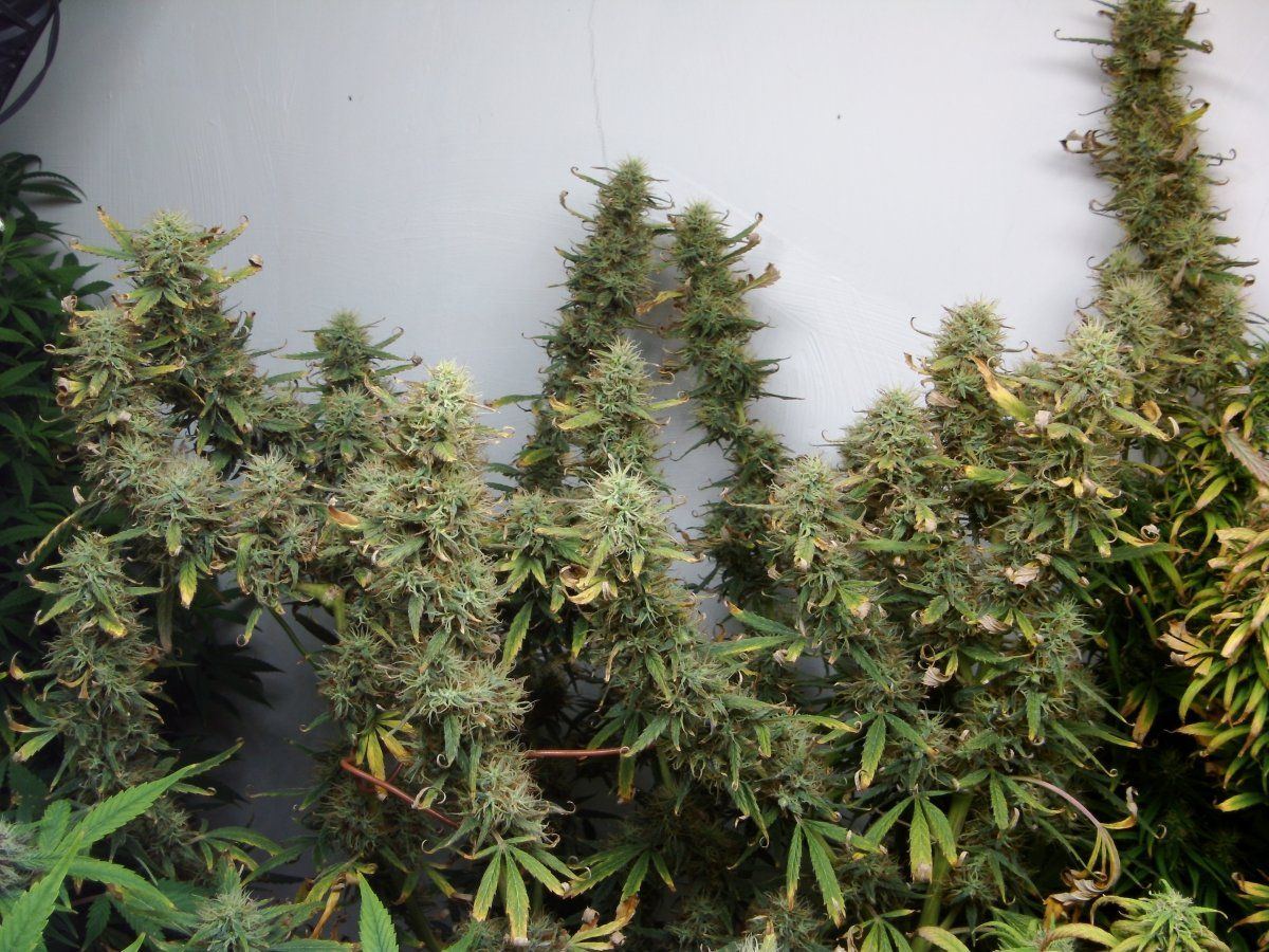 DSCI0171