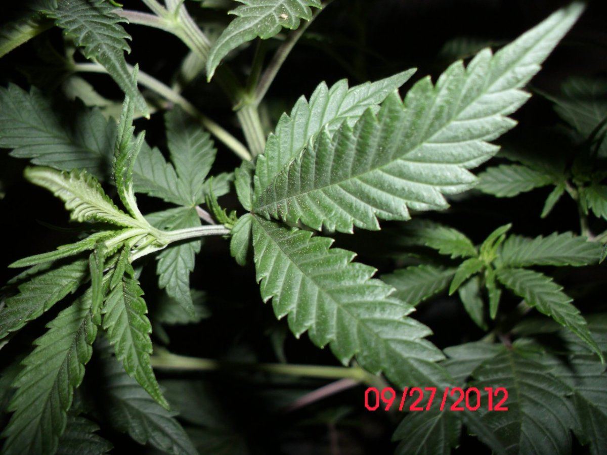 DSCI0320