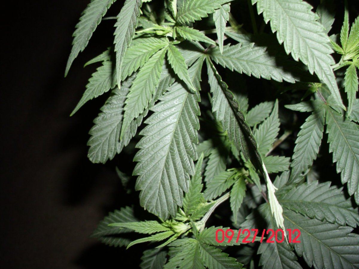 DSCI0324