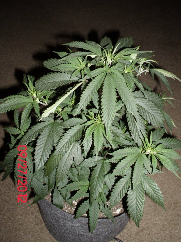DSCI0325