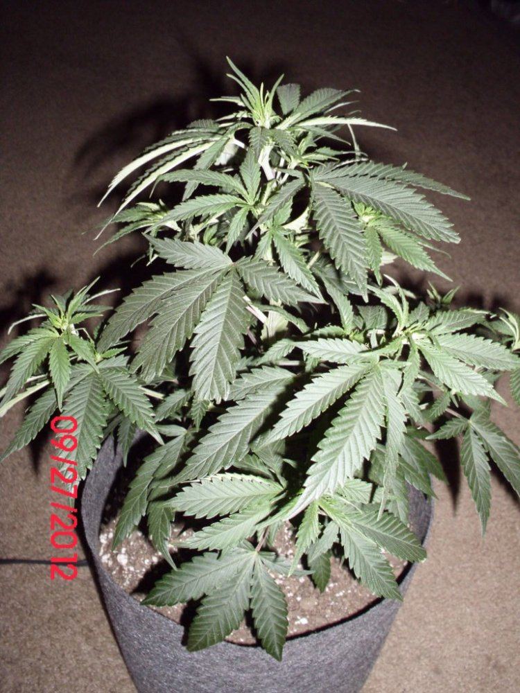 DSCI0327