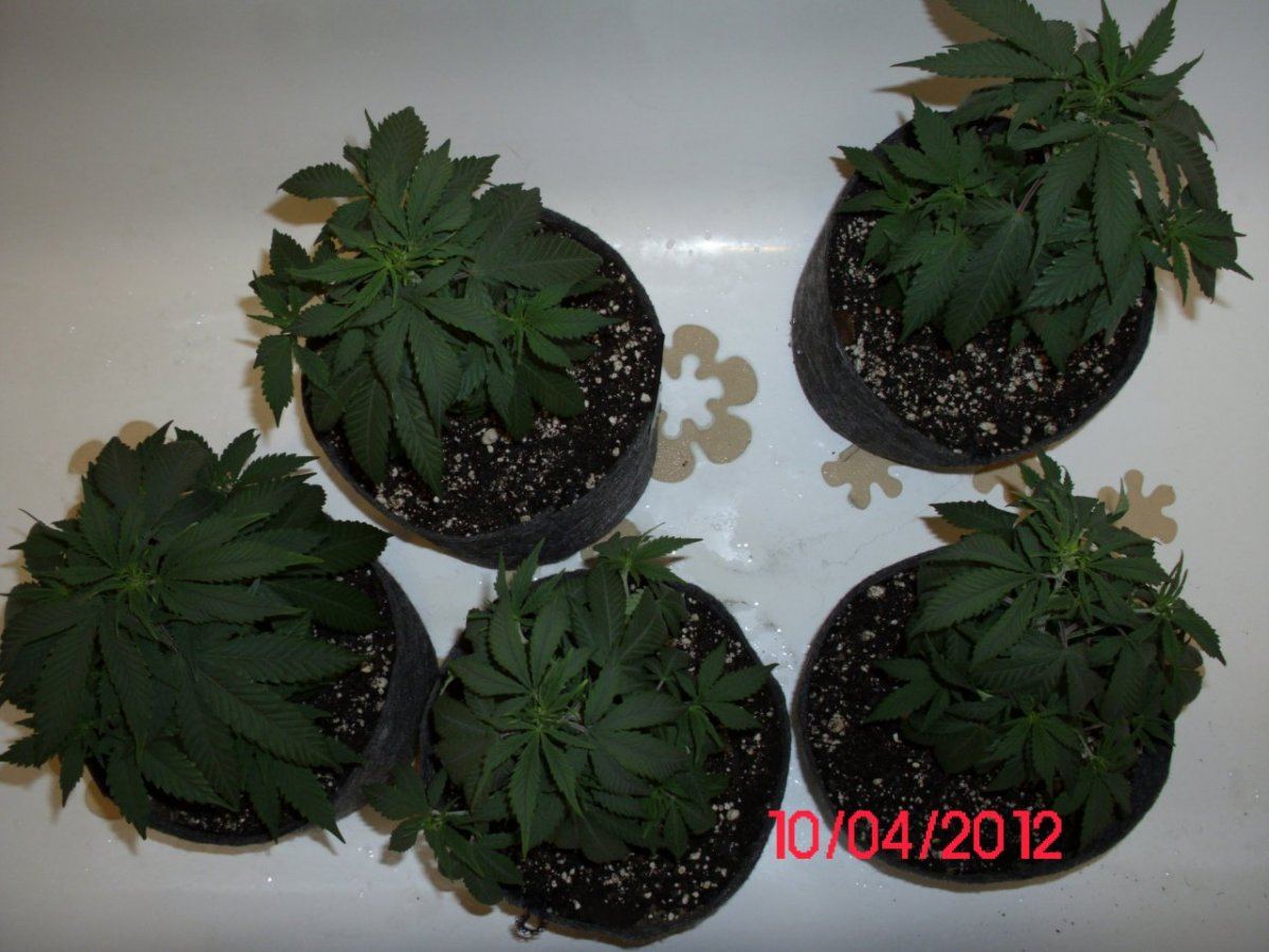 DSCI0364
