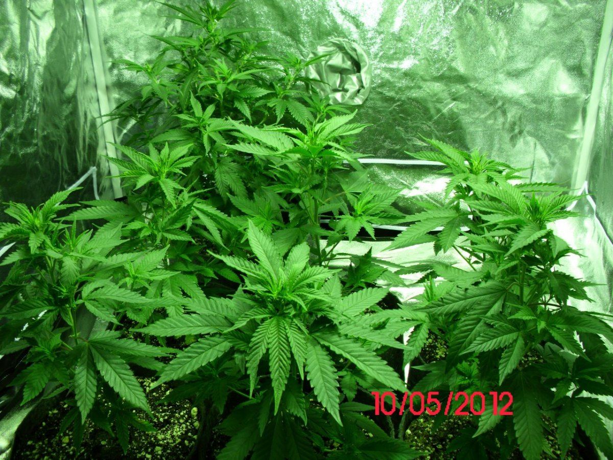 DSCI0373
