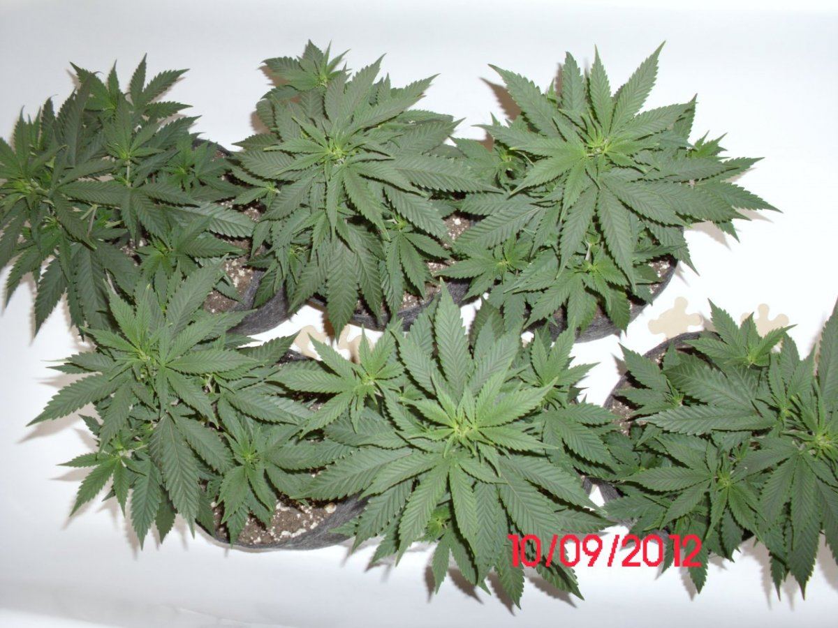 DSCI0376