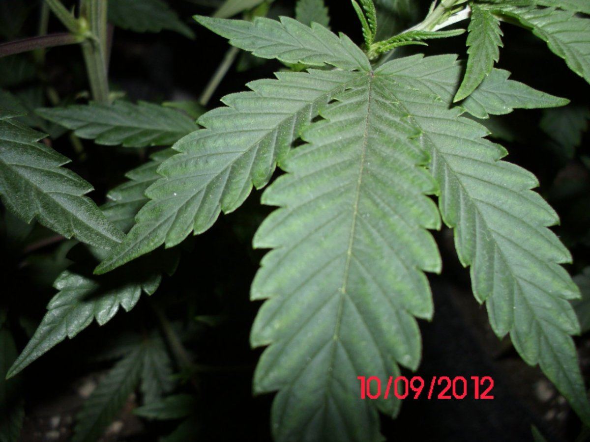 DSCI0379