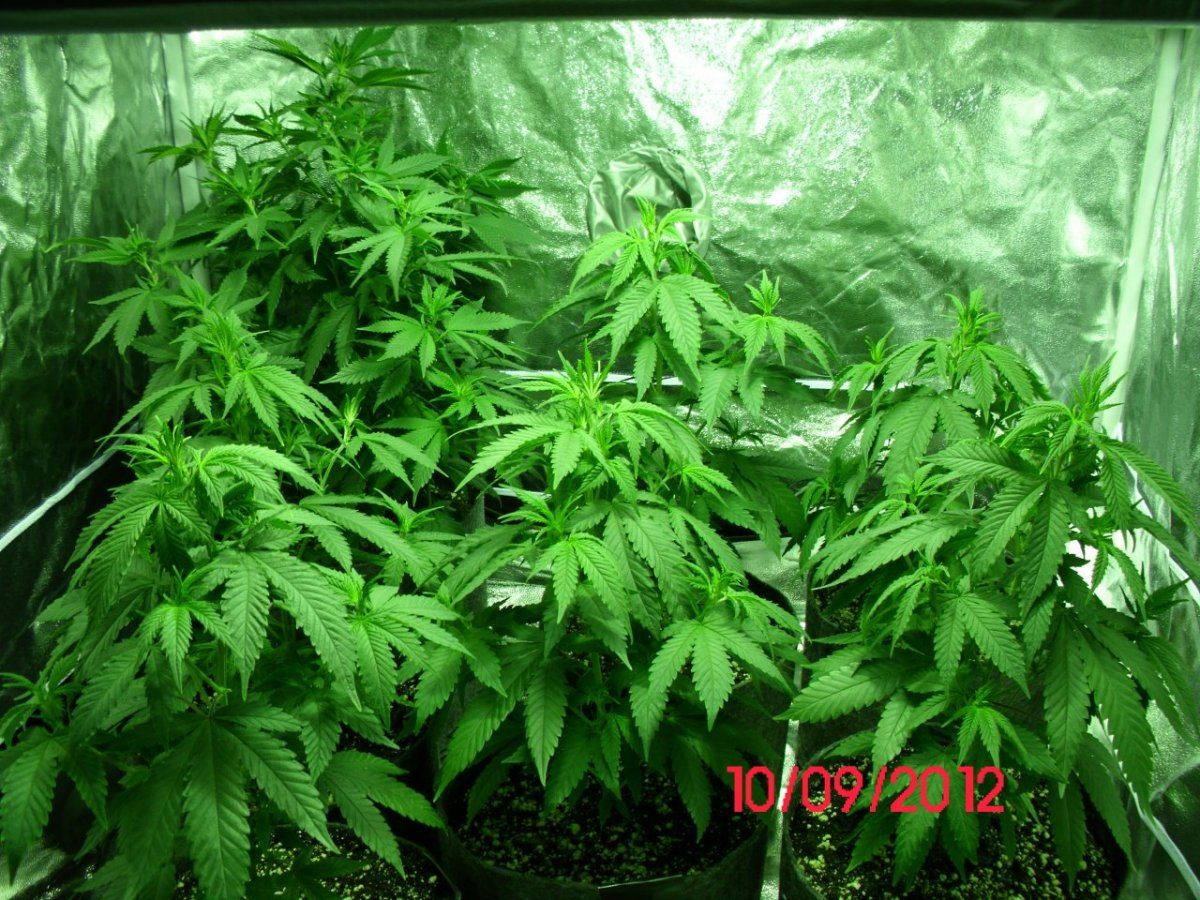 DSCI0383