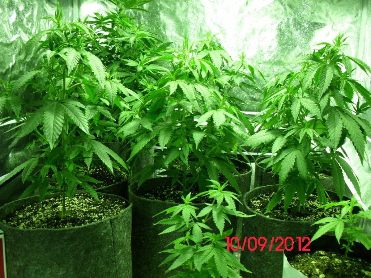 DSCI0385