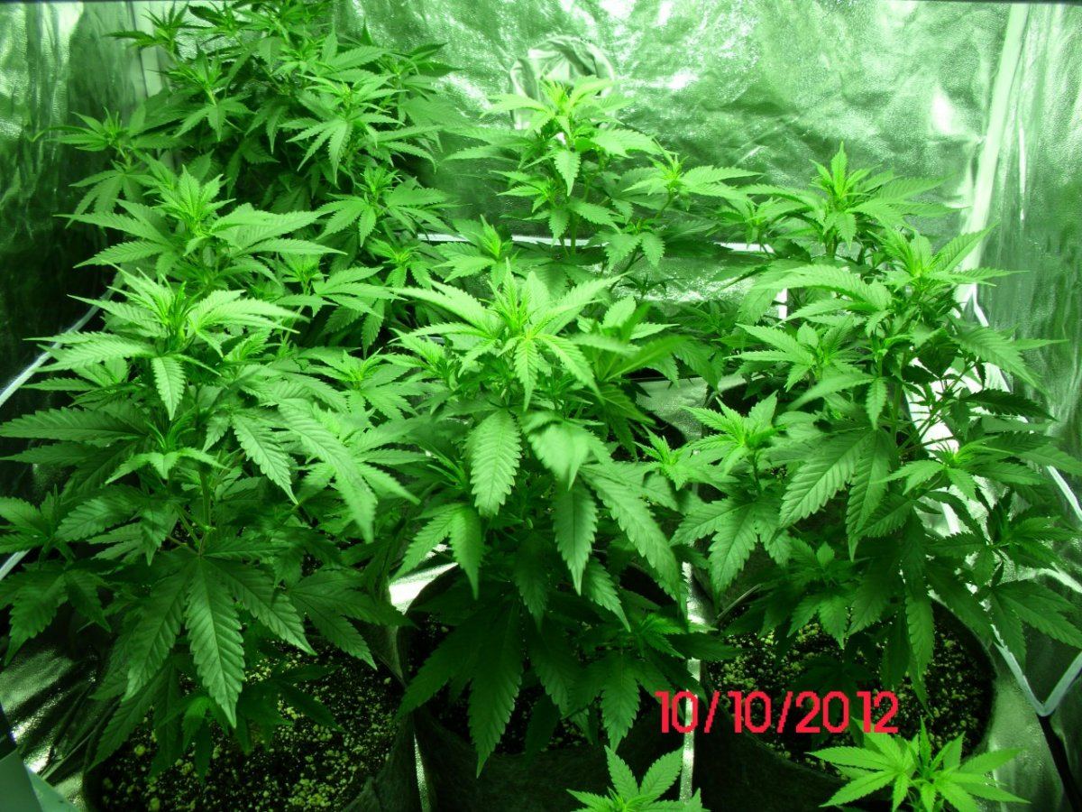 DSCI0388