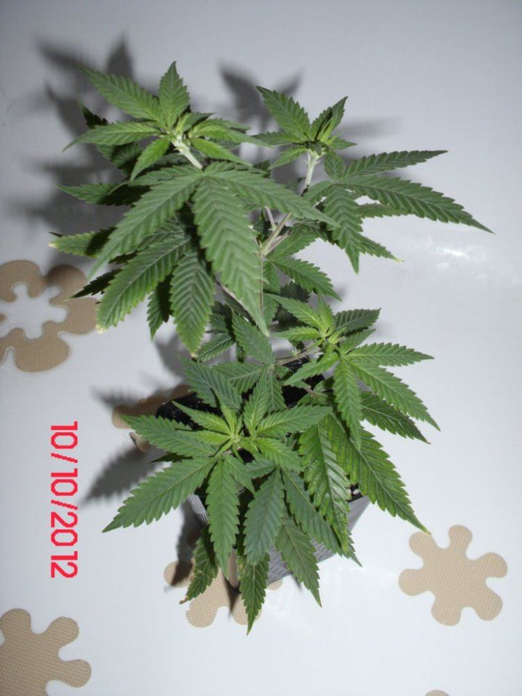 DSCI0398