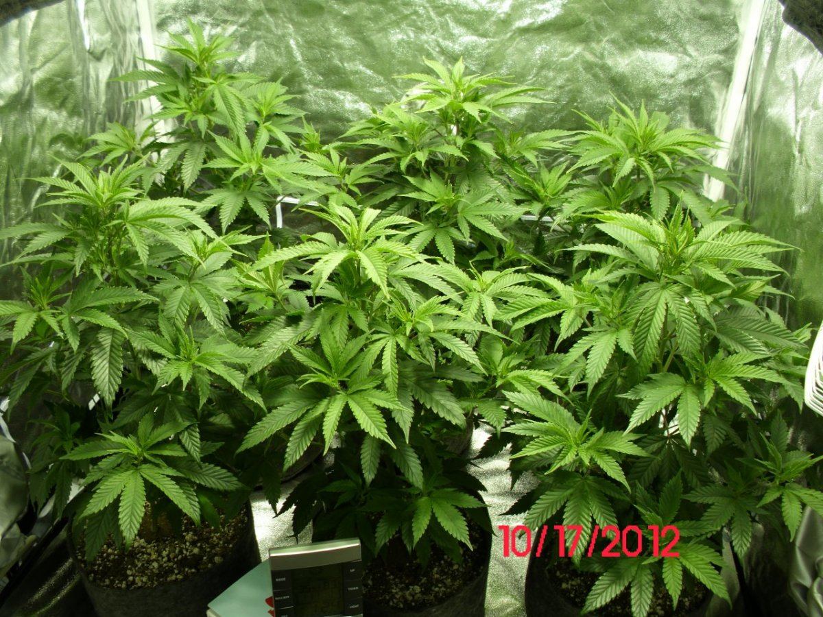 DSCI0424