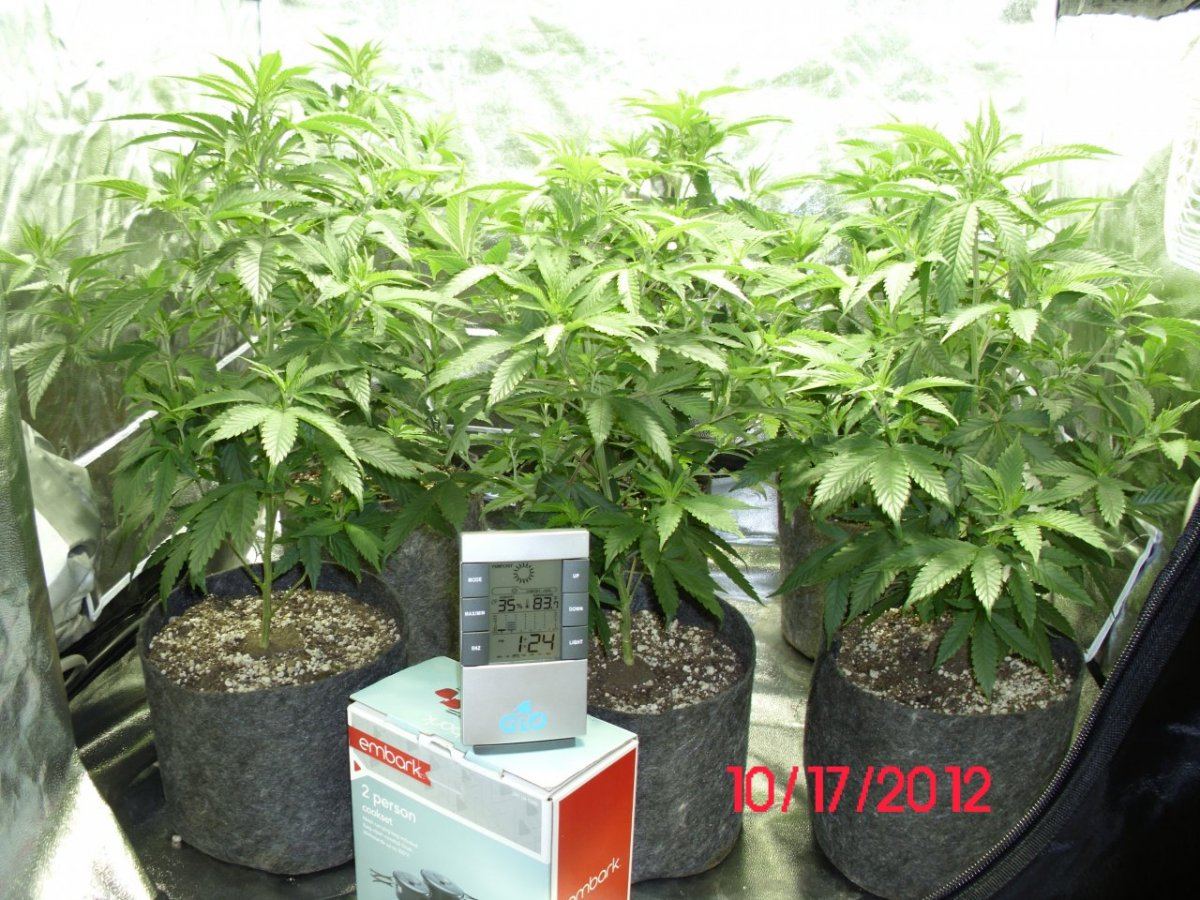 DSCI0425