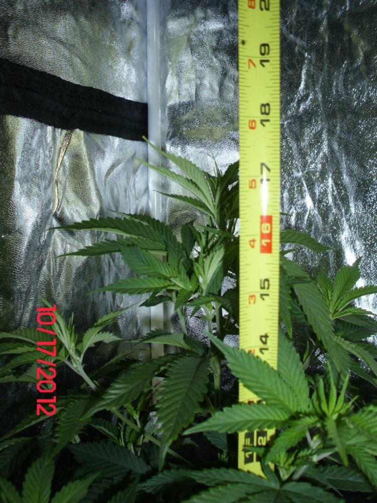 DSCI0428