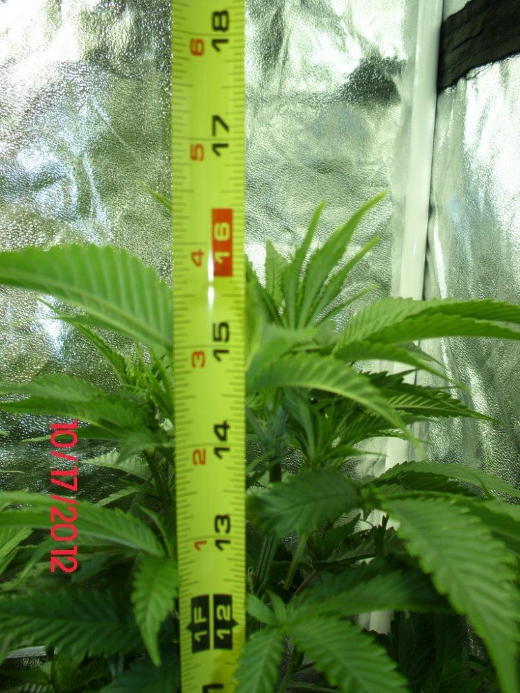 DSCI0429