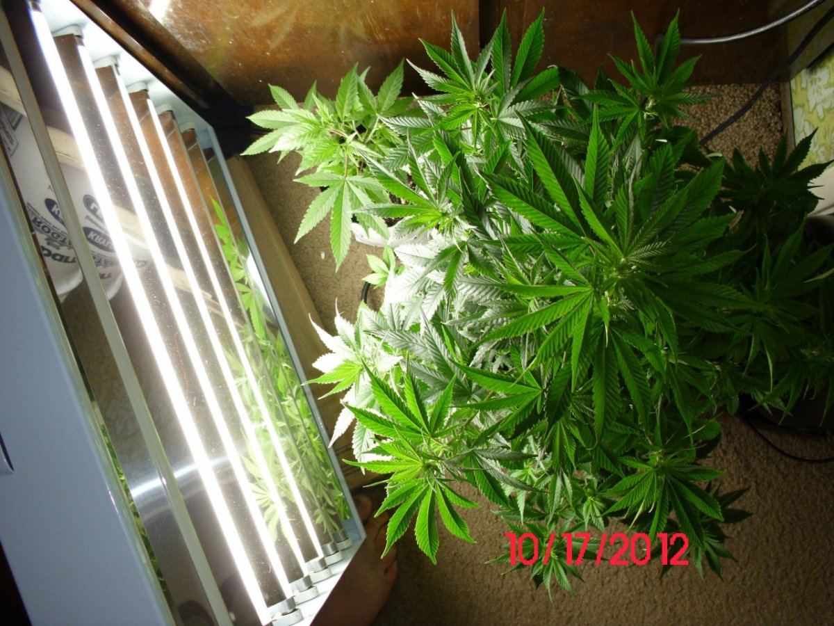 DSCI0437