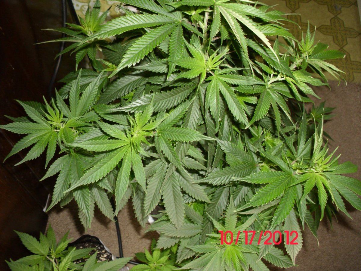DSCI0438