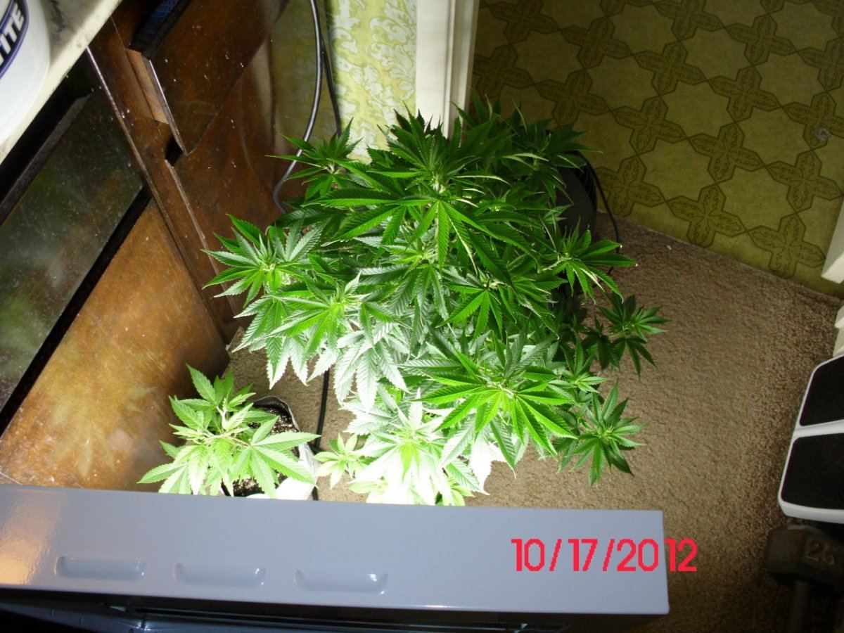 DSCI0439