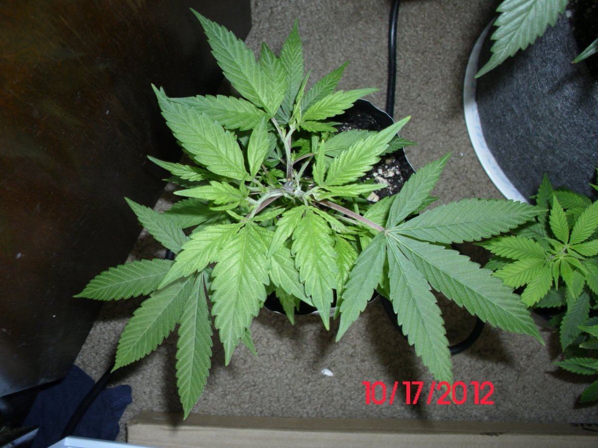 DSCI0440