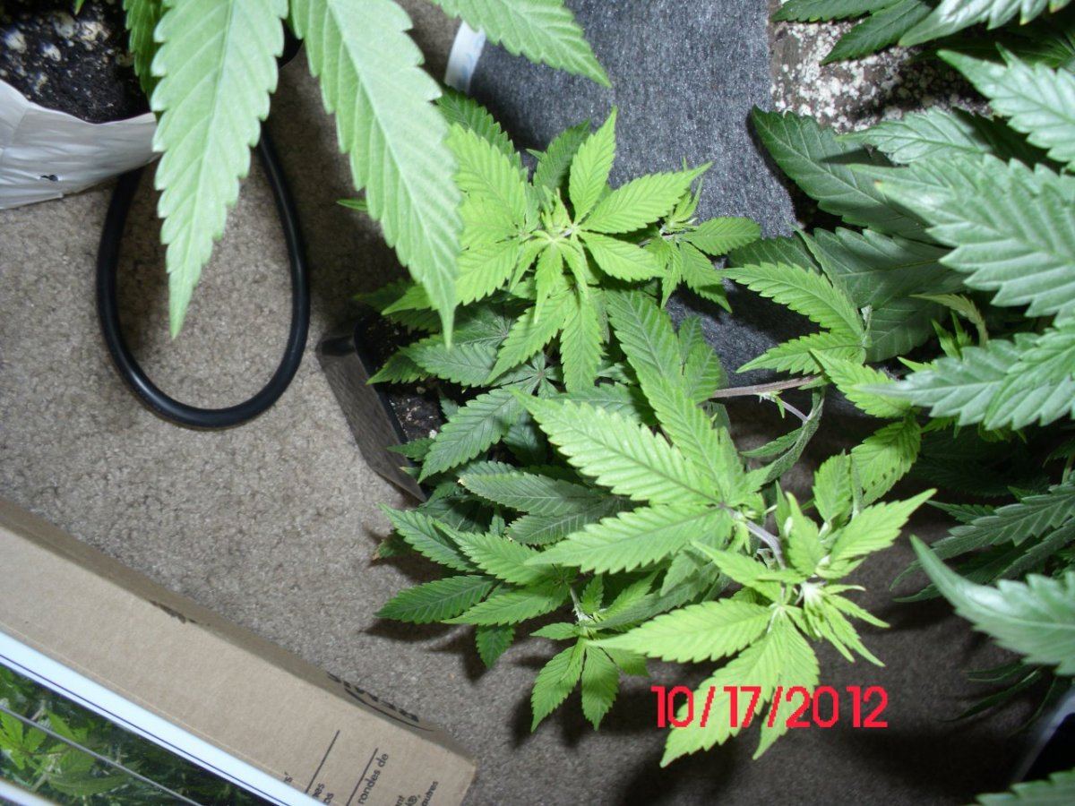DSCI0441