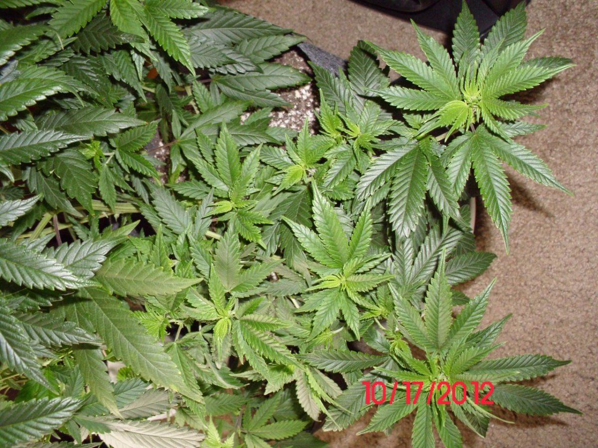 DSCI0442