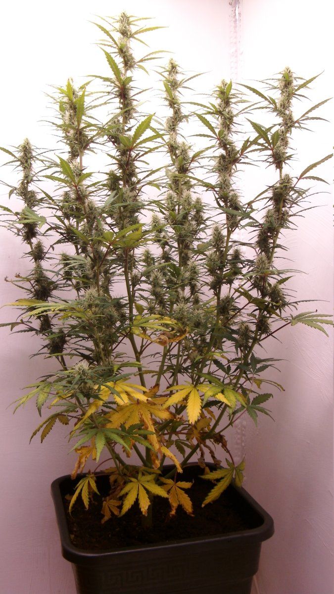 DSCI0572