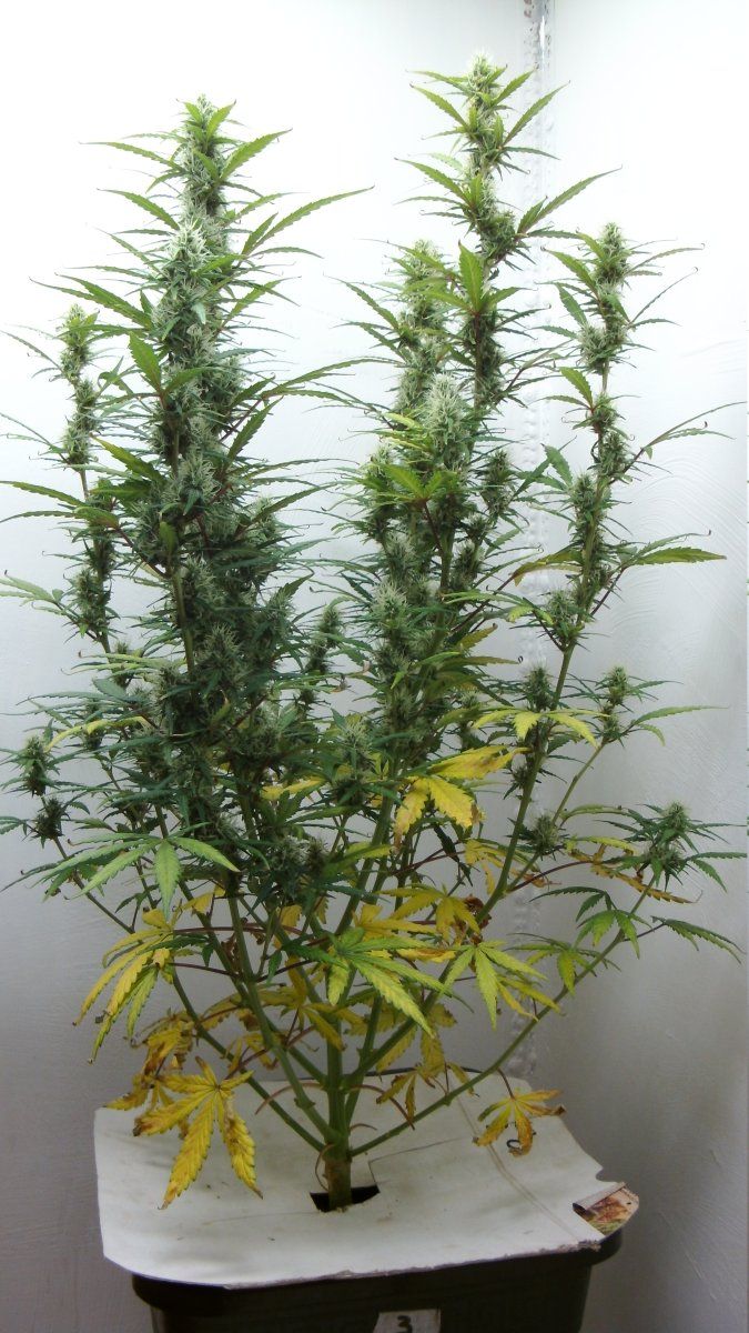 DSCI0583
