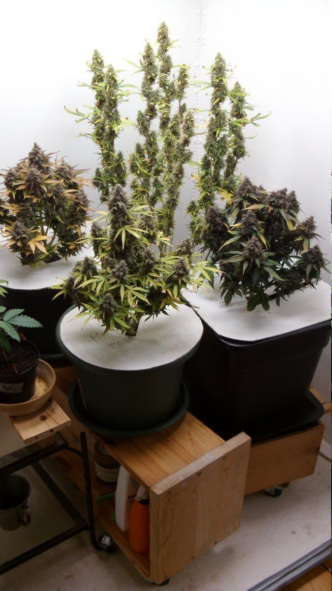 DSCI0646
