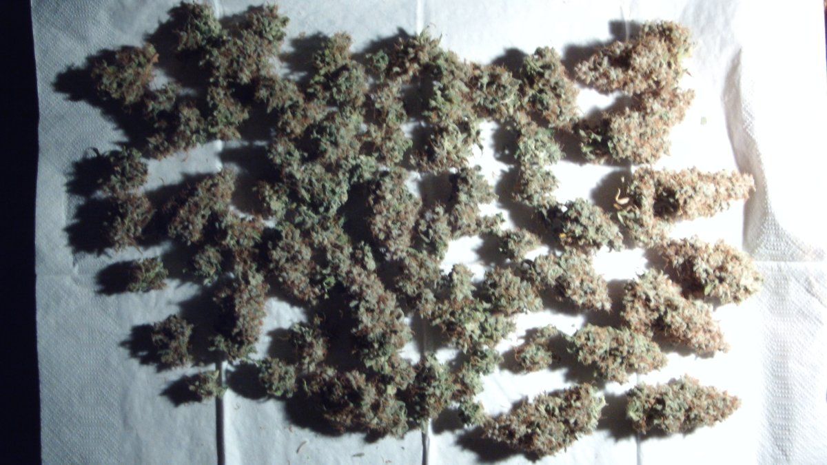 DSCI0734