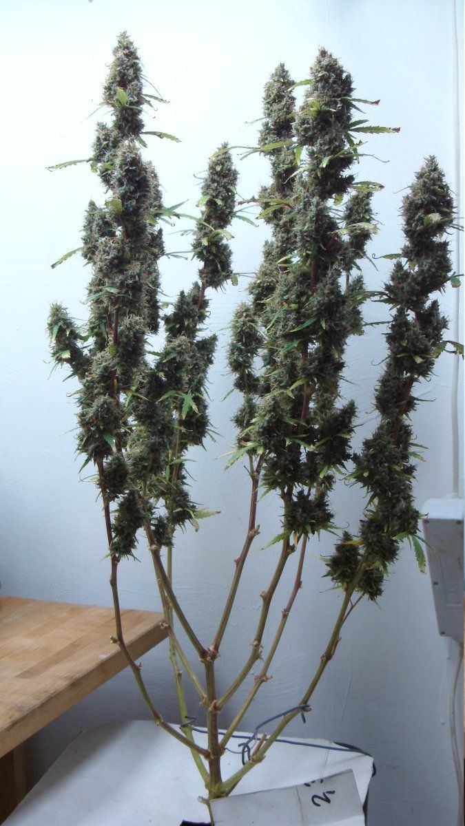 DSCI0747