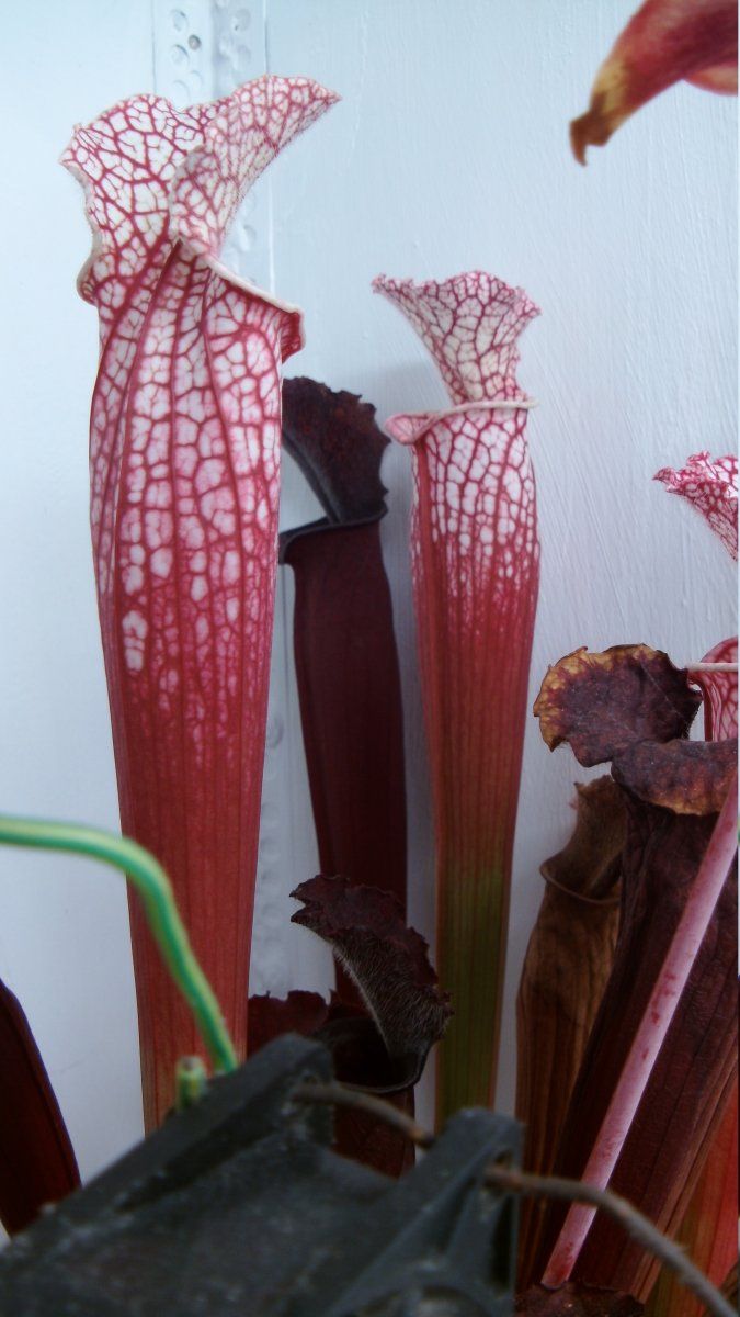 DSCI0775