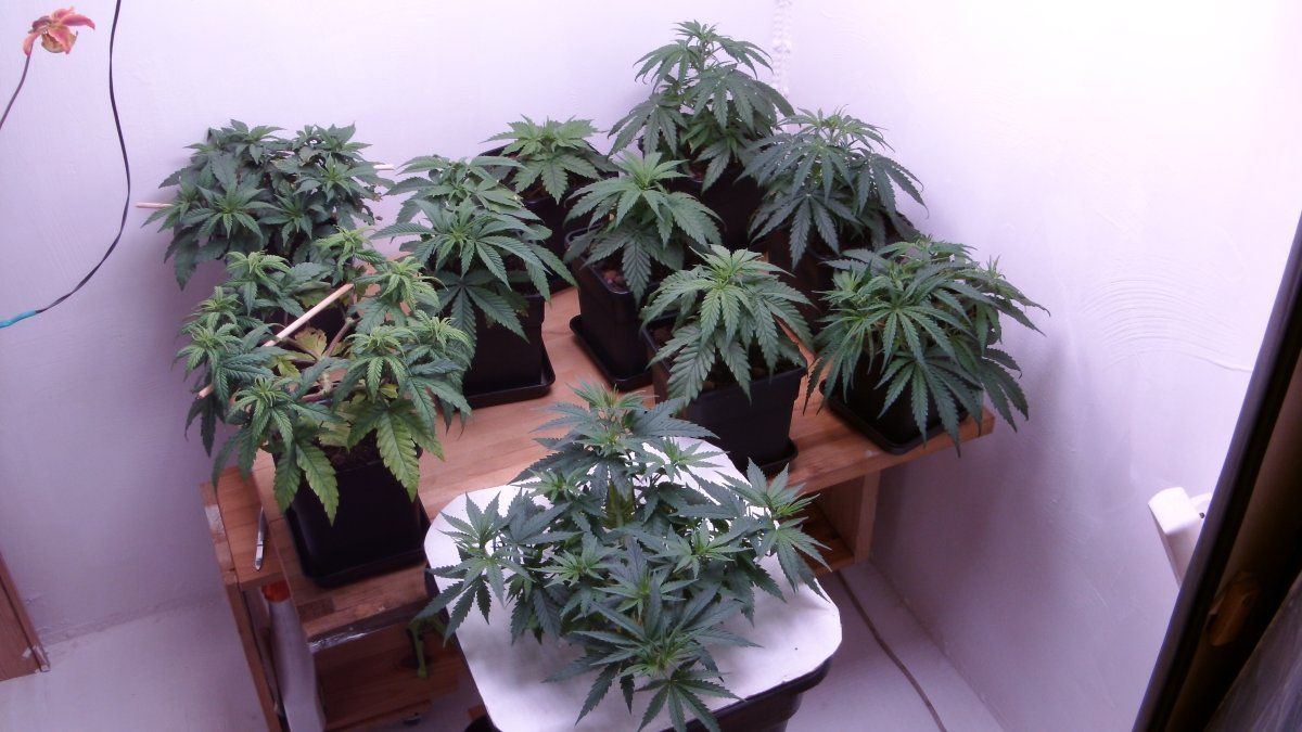 DSCI0787