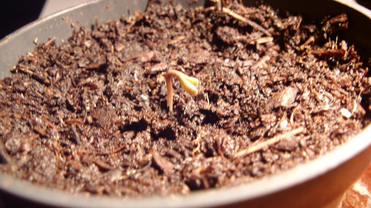 DSCI0861