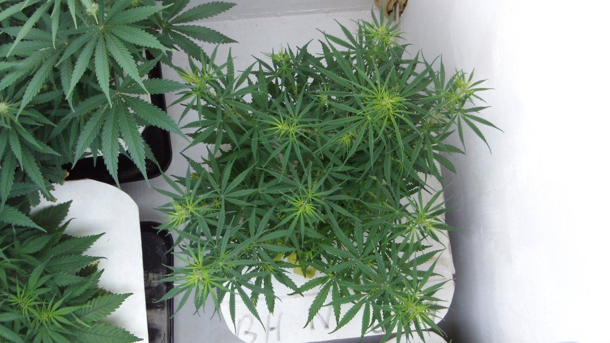 DSCI0868