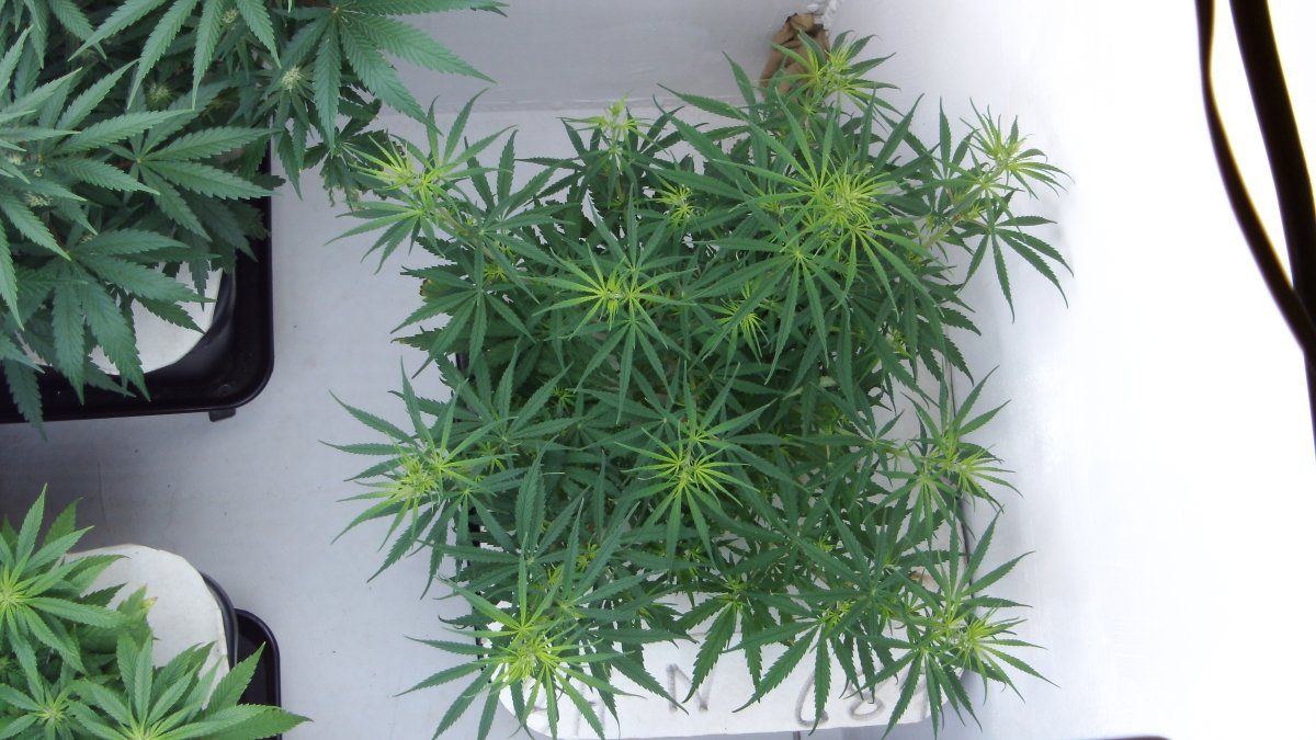 DSCI0881