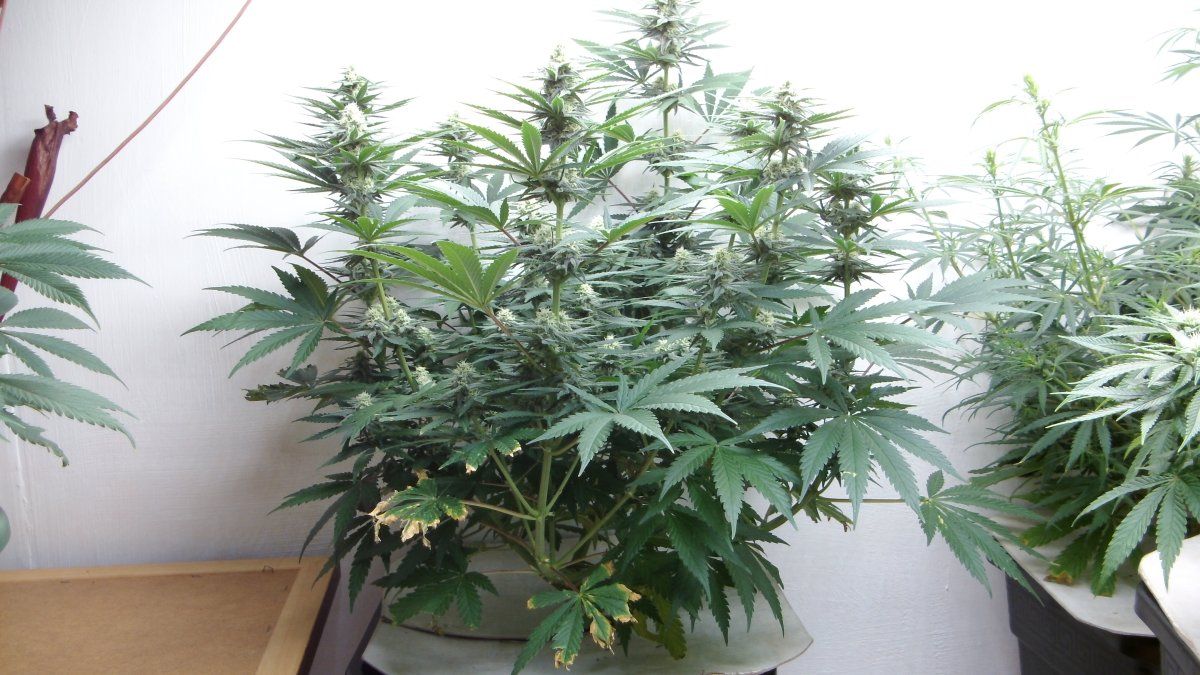 DSCI0897