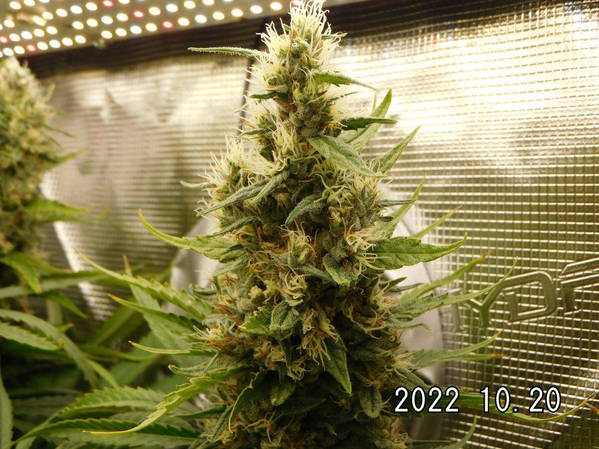 DSCI2757