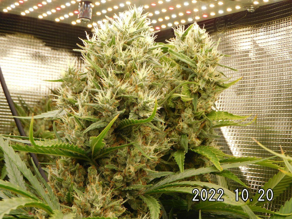 DSCI2758