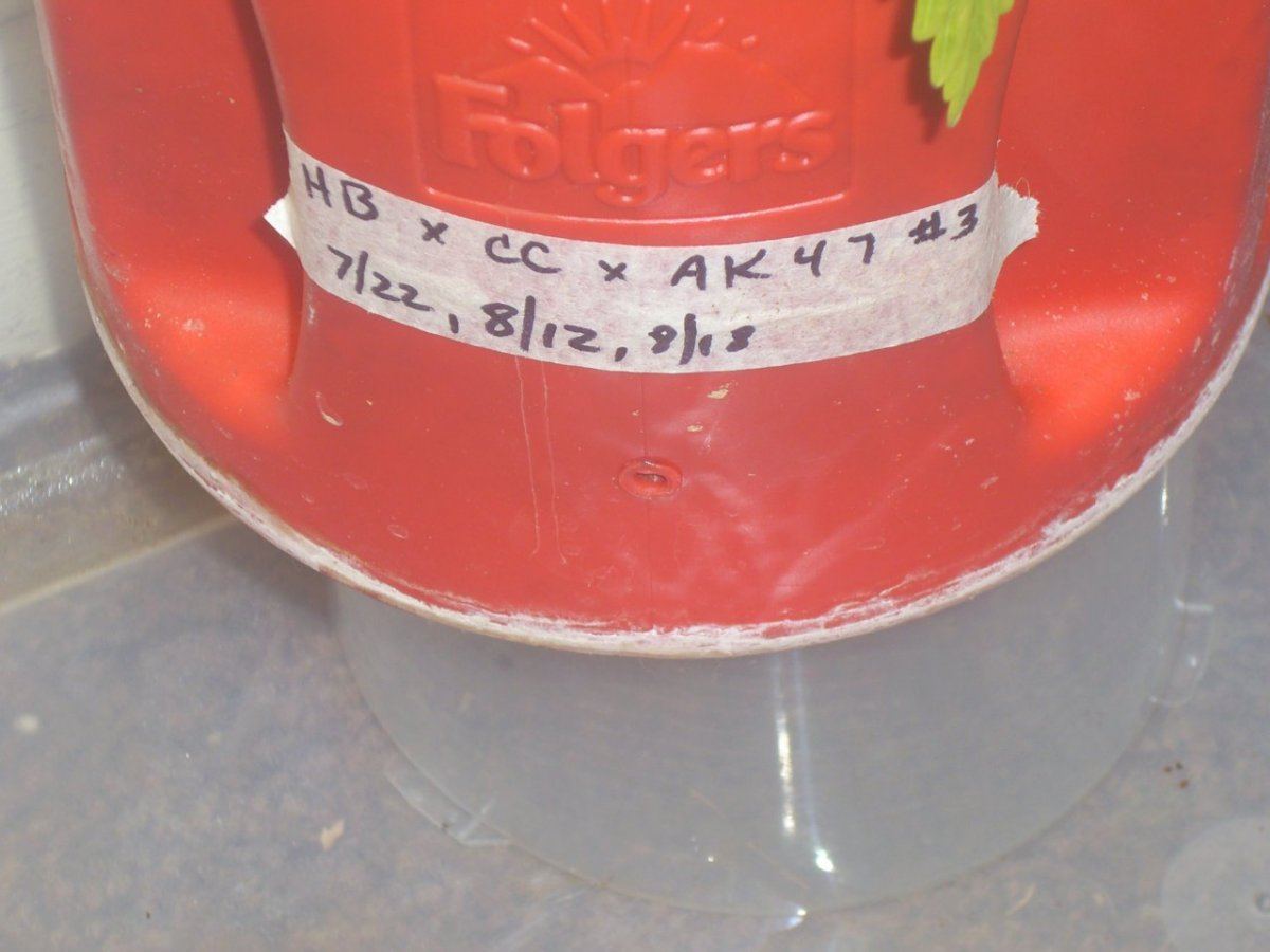 DSCI4474