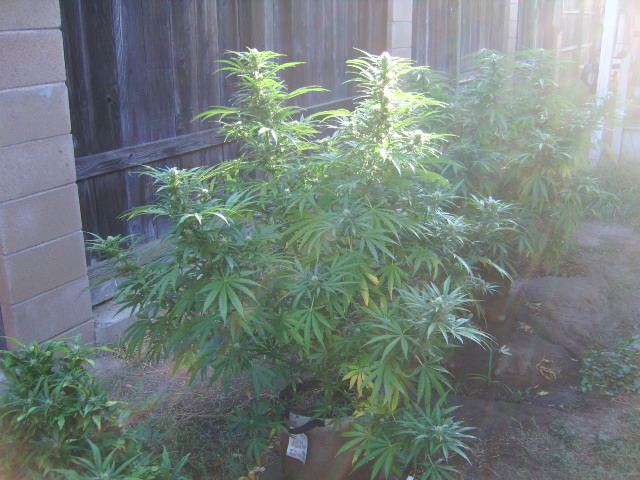 DSCI7107