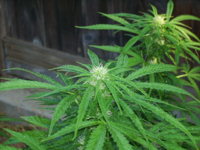 DSCI7117