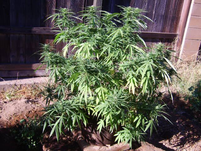DSCI7175