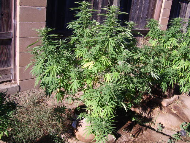 DSCI7176