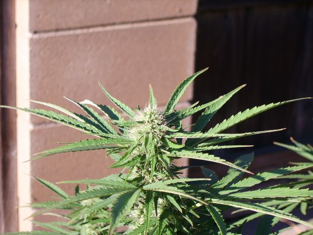 DSCI7180