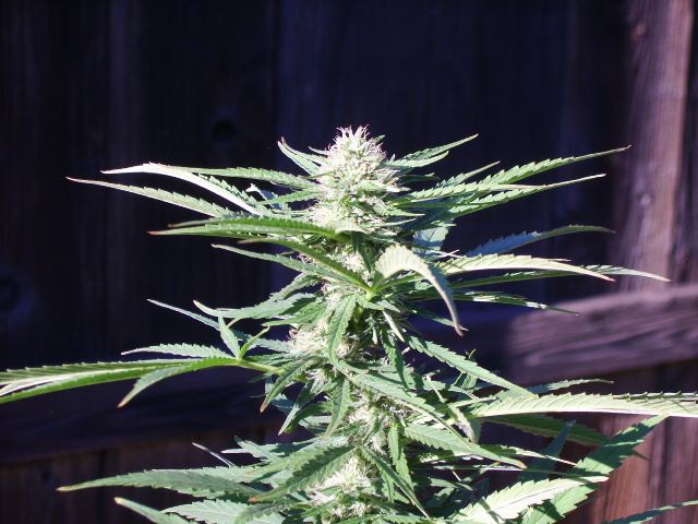 DSCI7181