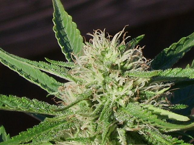 DSCI7188