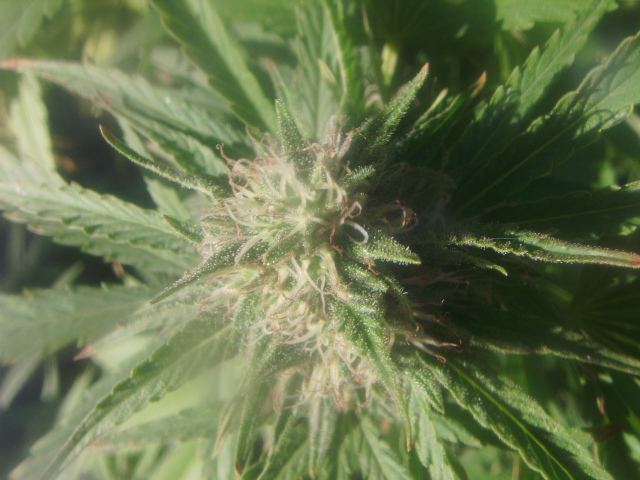 DSCI7252