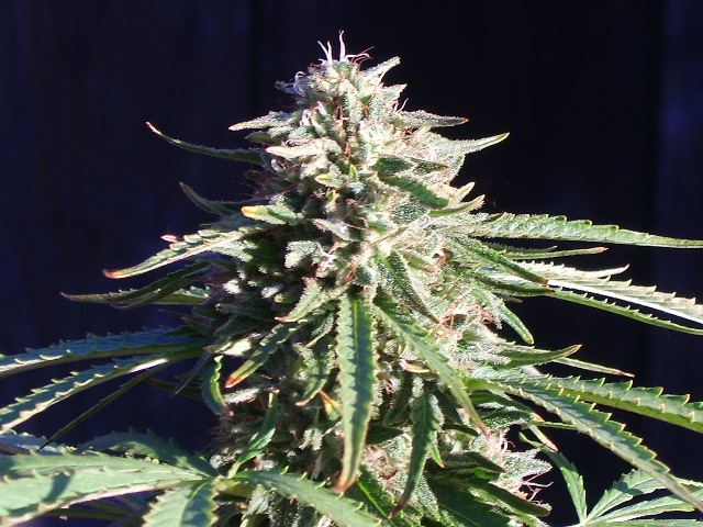 DSCI7490