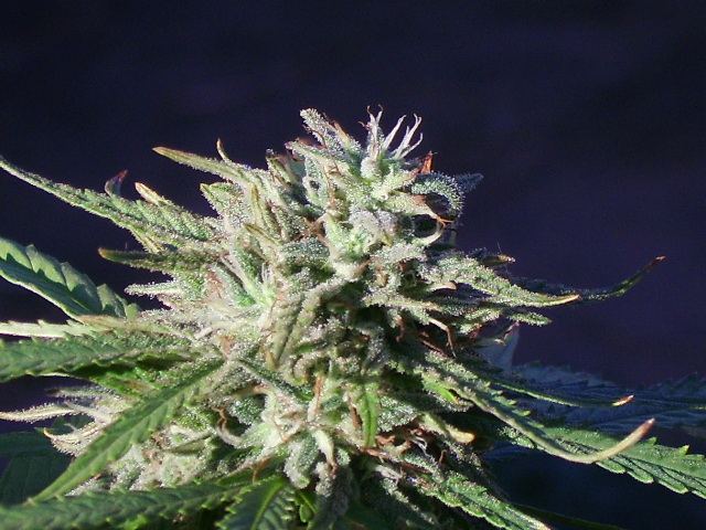 DSCI7509